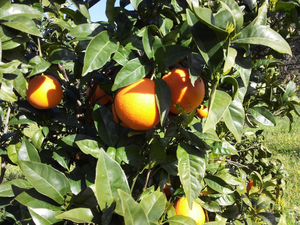 Agriturismo - B&B "La Funicolare" Francavilla Marittima ภายนอก รูปภาพ