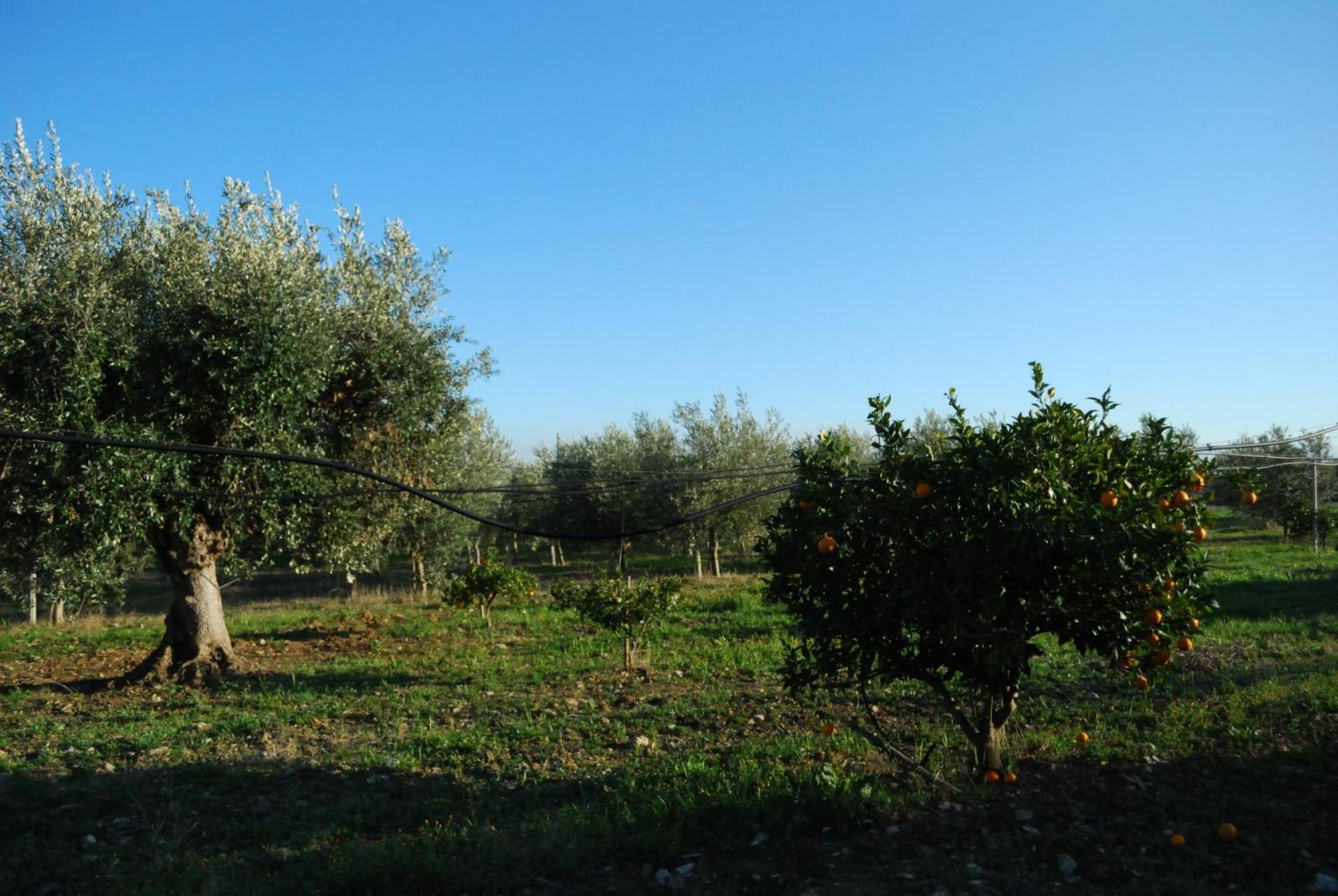 Agriturismo - B&B "La Funicolare" Francavilla Marittima ภายนอก รูปภาพ