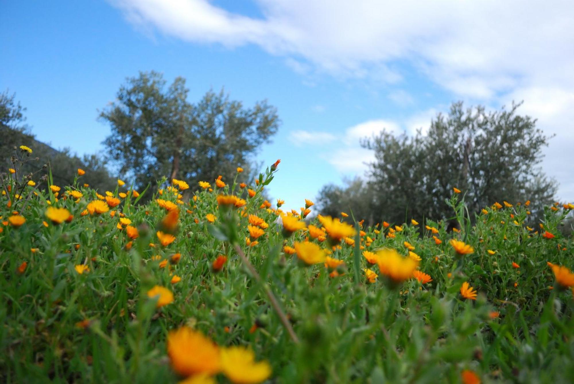 Agriturismo - B&B "La Funicolare" Francavilla Marittima ภายนอก รูปภาพ